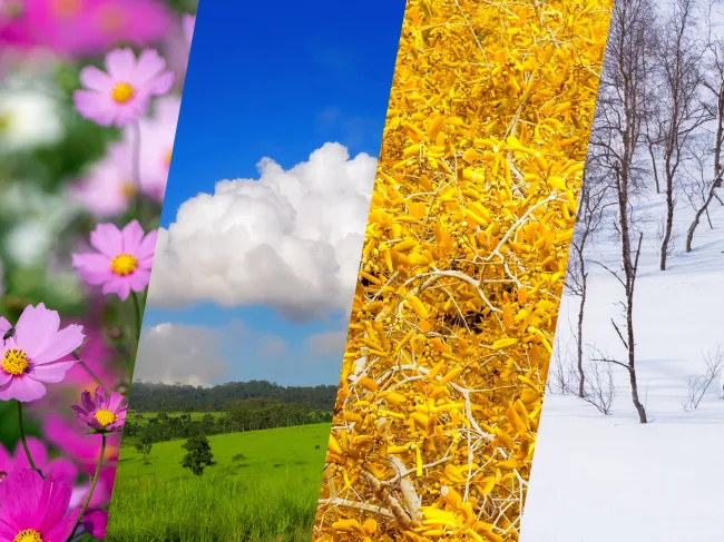 Seasonal